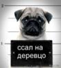 Аватар для Damon